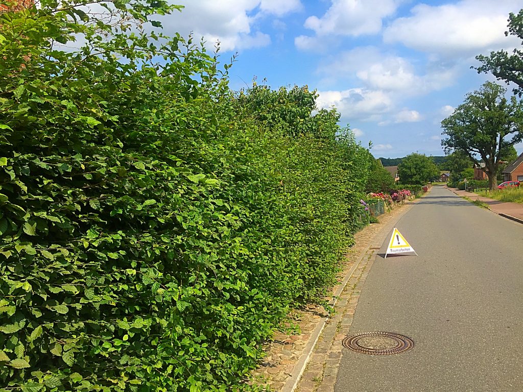 Große ungeschnittene Hecke an einer Straße