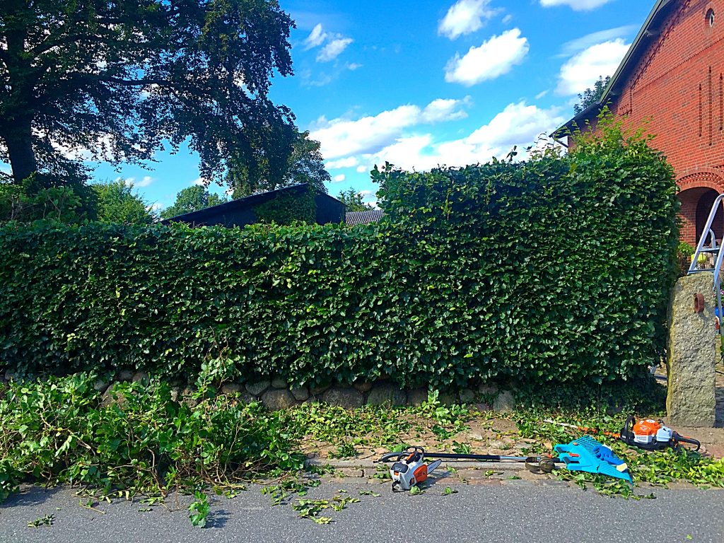 Hecke nach Schnittarbeiten