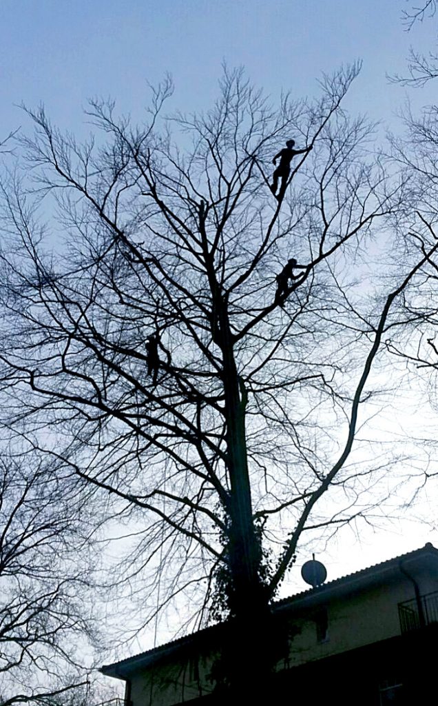 Baumpflegearbeiten - zwei Männer in Kletterausrüstung in einem Baum