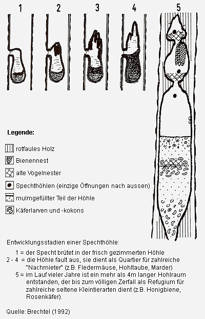 Diagramm zeigt die Entwicklung einer Spechthöhle