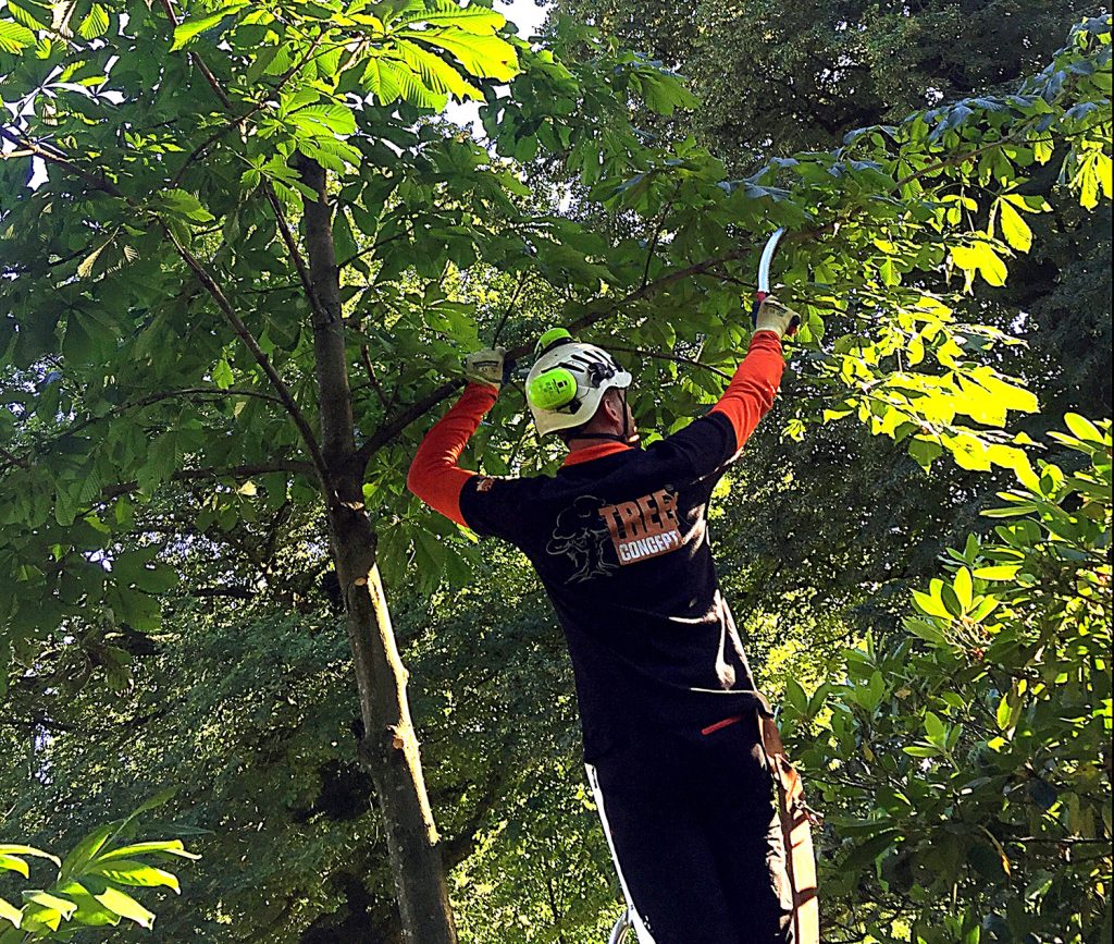 Baumpflegearbeiten - ein Mann in Kletterausrüstung schneidet einen Ast ab