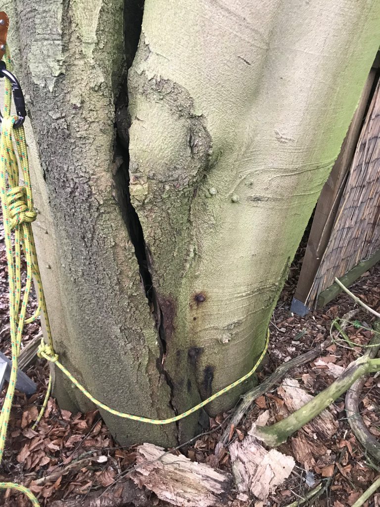 Gespalterner Baumstamm einer Rotbuche