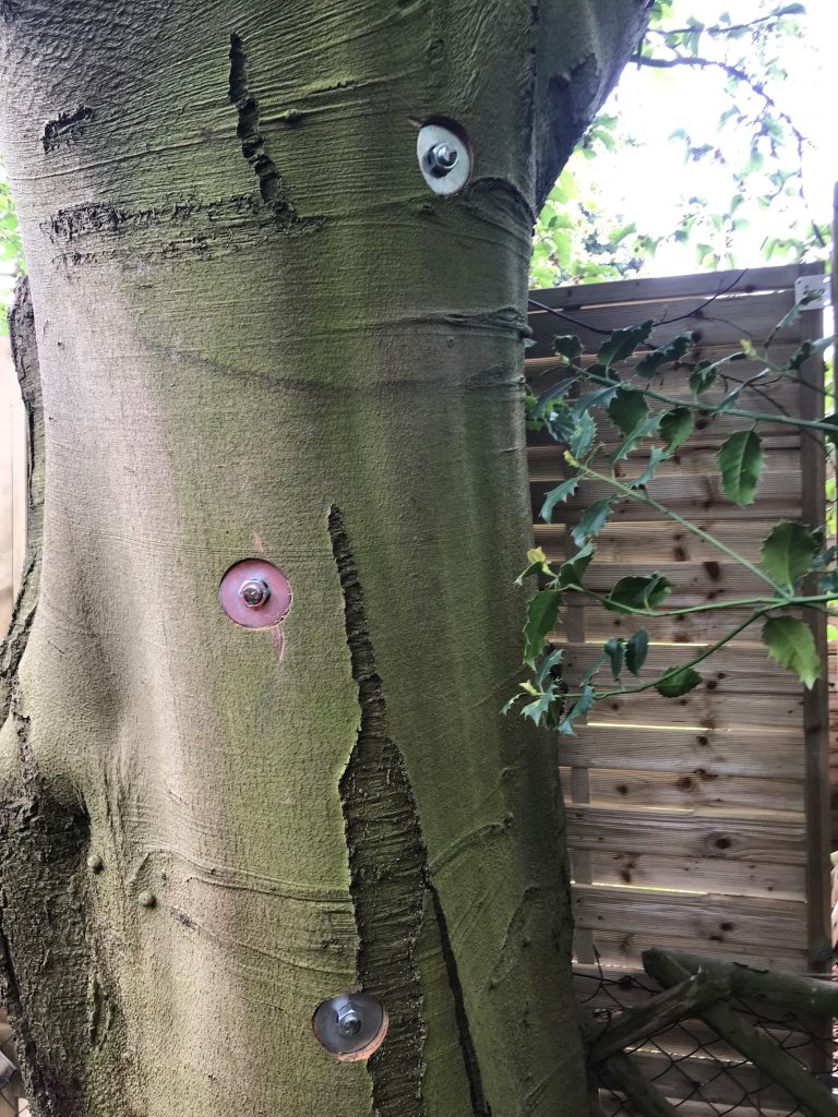 Rotbuche nach Verbolzung zur Sicherung des Stammes