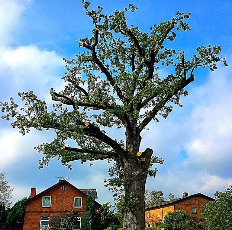 Kronenregenerationsschnitt an einer Stieleiche