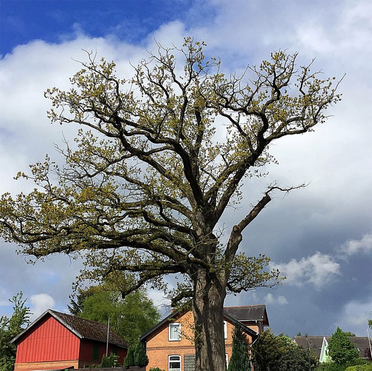Stieleiche vor der Baumpflege
