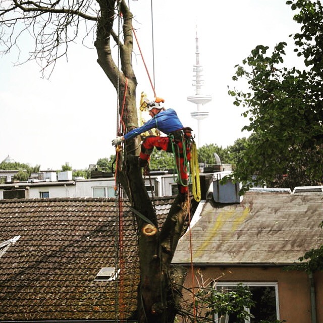 Mann in Kletterausrüstung unternimmt Baumpflegearbeiten