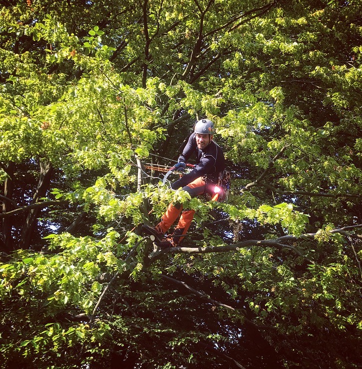 Mann in Kletterausrüstung sägt Ast eines Baumes ab