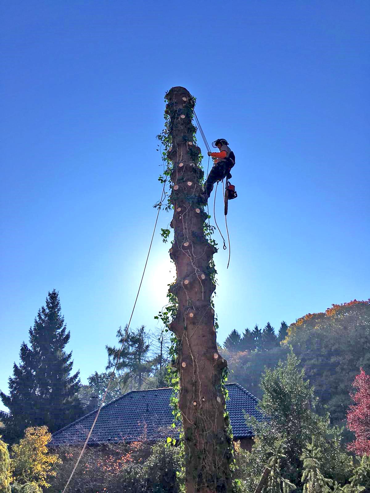 Mann in Kletterausrüstung erklimmt einen Baumstamm dem sämtliche Äste abgesägt wurden