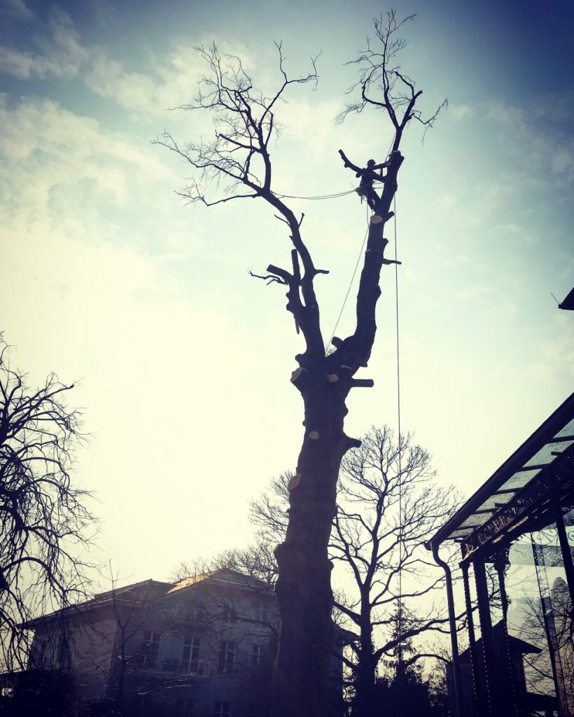 Mann in Kletterausrüstung unternimmt Baumpflegearbeiten